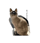 おらの猫達（個別スタンプ：17）