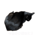 おらの猫達（個別スタンプ：18）