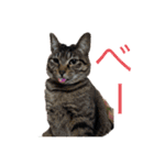 おらの猫達（個別スタンプ：20）