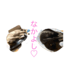 おらの猫達（個別スタンプ：21）