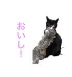 おらの猫達（個別スタンプ：23）