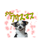 チワワのめいちゃん 第3弾 変顔（個別スタンプ：3）