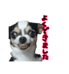 チワワのめいちゃん 第3弾 変顔（個別スタンプ：4）