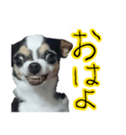 チワワのめいちゃん 第3弾 変顔（個別スタンプ：7）