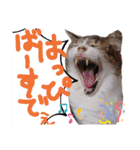 横山家のお猫様5イベント用（個別スタンプ：1）