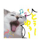 横山家のお猫様5イベント用（個別スタンプ：2）
