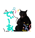横山家のお猫様5イベント用（個別スタンプ：4）
