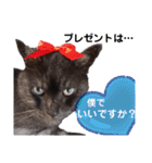 横山家のお猫様5イベント用（個別スタンプ：5）