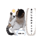 横山家のお猫様5イベント用（個別スタンプ：9）