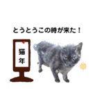 横山家のお猫様5イベント用（個別スタンプ：11）