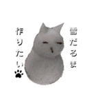 横山家のお猫様5イベント用（個別スタンプ：12）