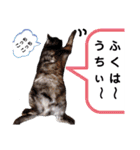 横山家のお猫様5イベント用（個別スタンプ：14）