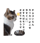 横山家のお猫様5イベント用（個別スタンプ：16）