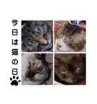 横山家のお猫様5イベント用（個別スタンプ：17）