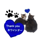 横山家のお猫様5イベント用（個別スタンプ：19）