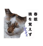 横山家のお猫様5イベント用（個別スタンプ：21）