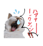 横山家のお猫様5イベント用（個別スタンプ：24）