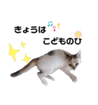 横山家のお猫様5イベント用（個別スタンプ：25）