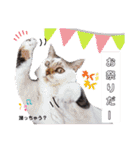 横山家のお猫様5イベント用（個別スタンプ：27）
