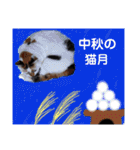 横山家のお猫様5イベント用（個別スタンプ：31）