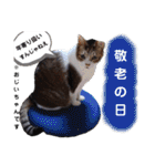 横山家のお猫様5イベント用（個別スタンプ：32）