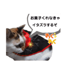 横山家のお猫様5イベント用（個別スタンプ：34）