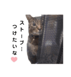 横山家のお猫様5イベント用（個別スタンプ：36）