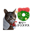 横山家のお猫様5イベント用（個別スタンプ：38）