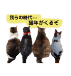 横山家のお猫様5イベント用（個別スタンプ：40）