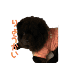 チャチャ クー ムー愉快な3匹（個別スタンプ：10）