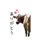 牛たちの日々（個別スタンプ：3）