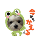チッチロ3（個別スタンプ：12）