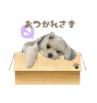 チッチロ3（個別スタンプ：13）