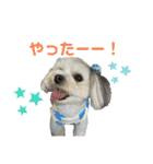 チッチロ3（個別スタンプ：38）