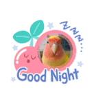 可愛いインコズ（個別スタンプ：1）