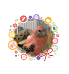 可愛いインコズ（個別スタンプ：5）