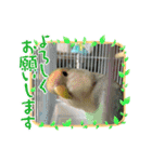 可愛いインコズ（個別スタンプ：6）