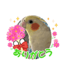 可愛いインコズ（個別スタンプ：7）