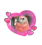 可愛いインコズ（個別スタンプ：9）