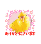 可愛いインコズ（個別スタンプ：10）