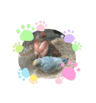 可愛いインコズ（個別スタンプ：14）