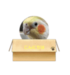 可愛いインコズ（個別スタンプ：15）