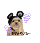 ポメシーチワシートイプー家族♡（個別スタンプ：4）