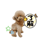ポメシーチワシートイプー家族♡（個別スタンプ：7）