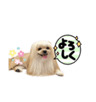 ポメシーチワシートイプー家族♡（個別スタンプ：8）