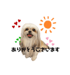 ポメシーチワシートイプー家族♡（個別スタンプ：14）