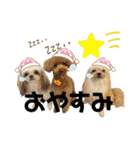 ポメシーチワシートイプー家族♡（個別スタンプ：17）