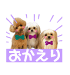 ポメシーチワシートイプー家族♡（個別スタンプ：21）