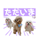 ポメシーチワシートイプー家族♡（個別スタンプ：22）
