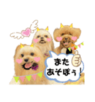 ポメシーチワシートイプー家族♡（個別スタンプ：31）